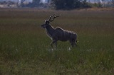 Seba - Kudu Male Seba - Kudu Male